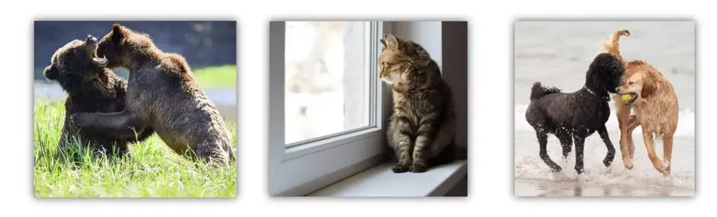 Some demo pics of DET Write about the Photo questions: Animals